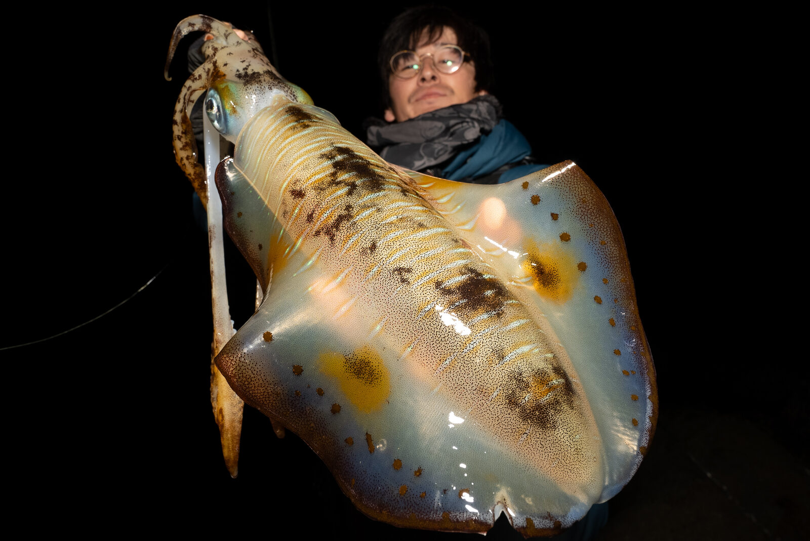 夜のエギングで釣れたアオリイカ